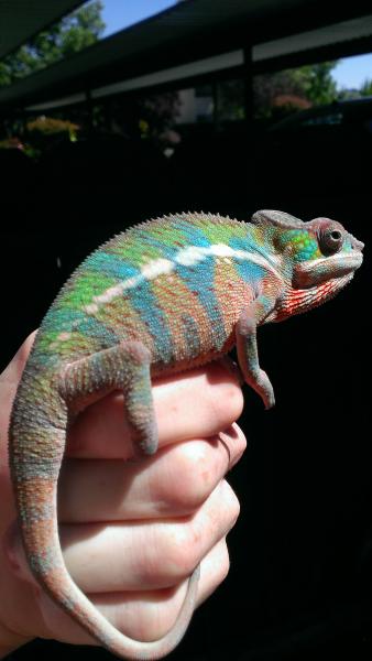Zuri showing some stunning colors out in the sun.