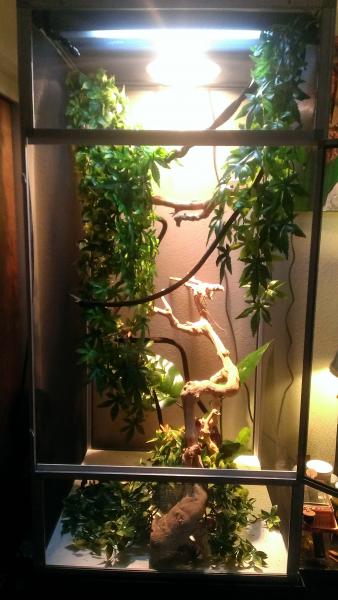 Zuri's set up: 
24"x24"x48" all screen enclosure
ReptiSun 5.0 UVB bulb
100w heat lamp
MistKing automatic misting system
Plenty of crawling and hi