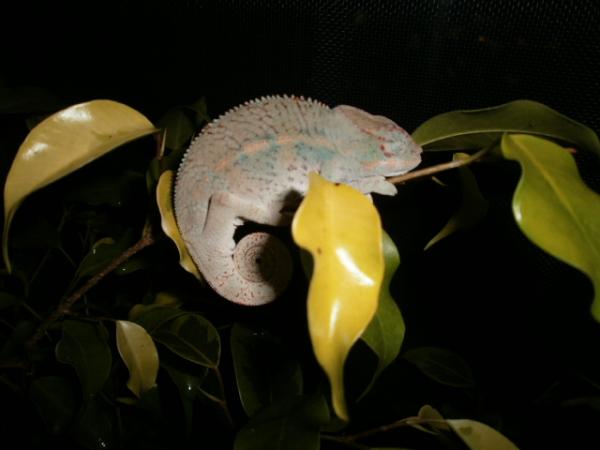 ...zzZZzZZzz...

Name: Karthus

3-Month Male Ambanja (6-19-11)

Sire: Willy-Pete