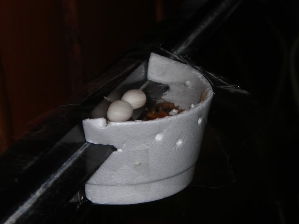 DSCN6564.jpg