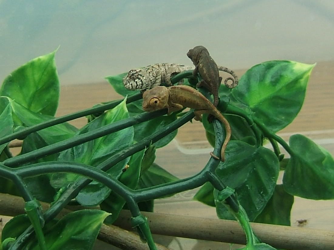 DSCF7790a.jpg