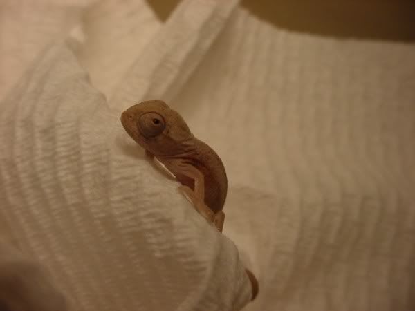 F3latbaby1003004600x450.jpg