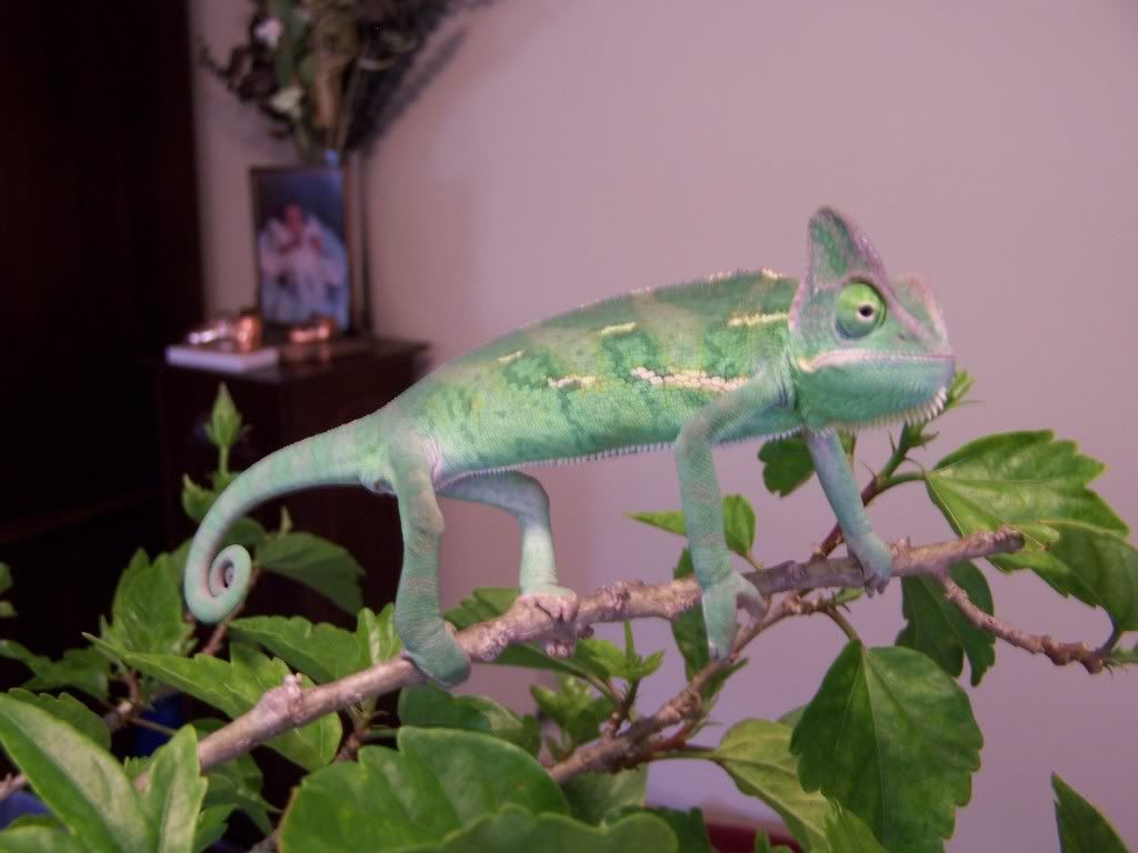 dulcie029.jpg