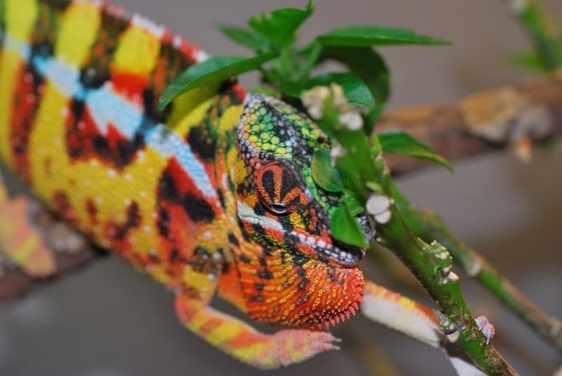 simbava.jpg