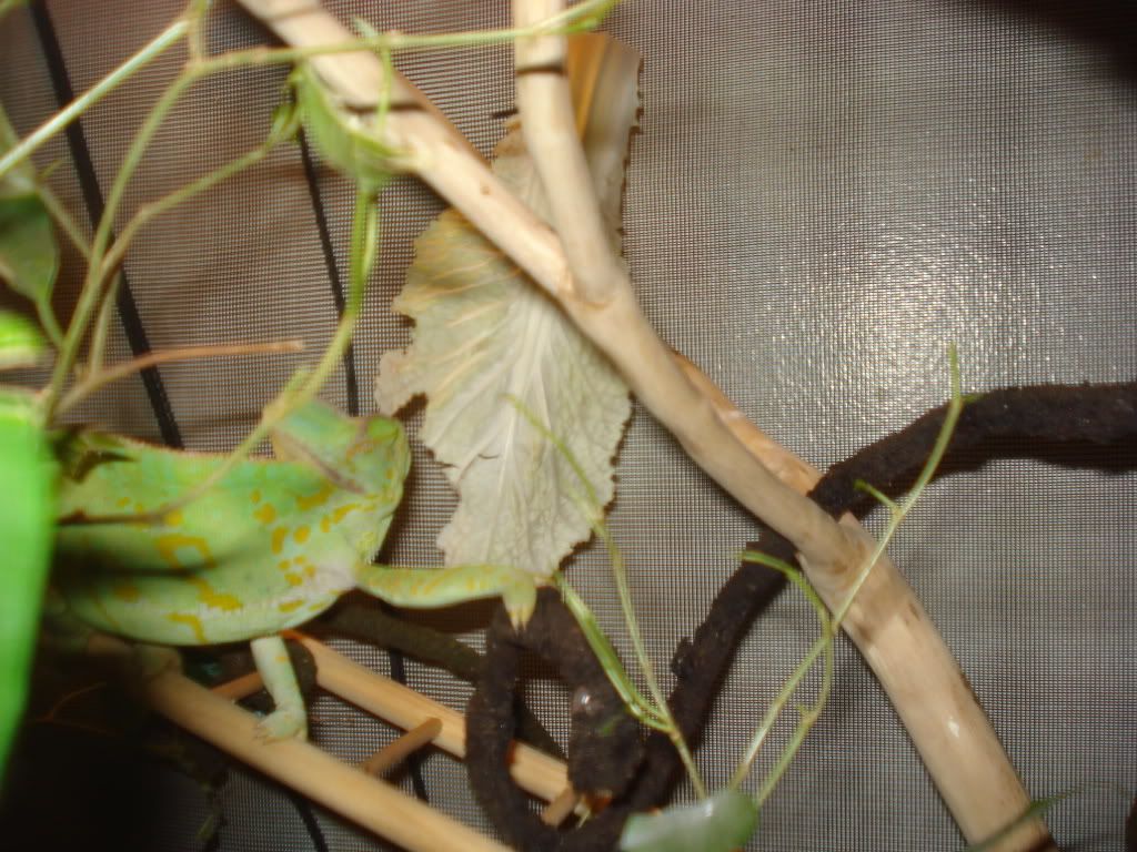 Picture864.jpg
