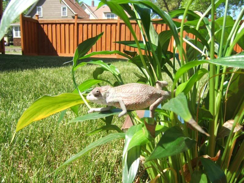 Chameleonandsuch030.jpg
