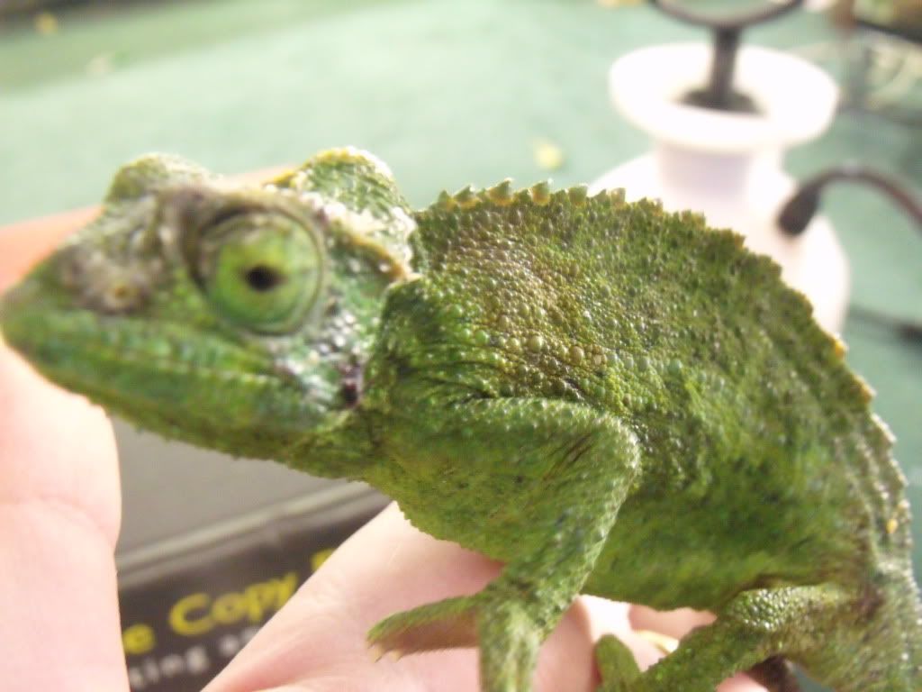 2010_0427chams0019.jpg