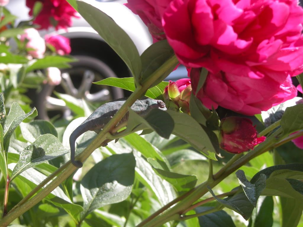 LloydBloomingPeony.jpg