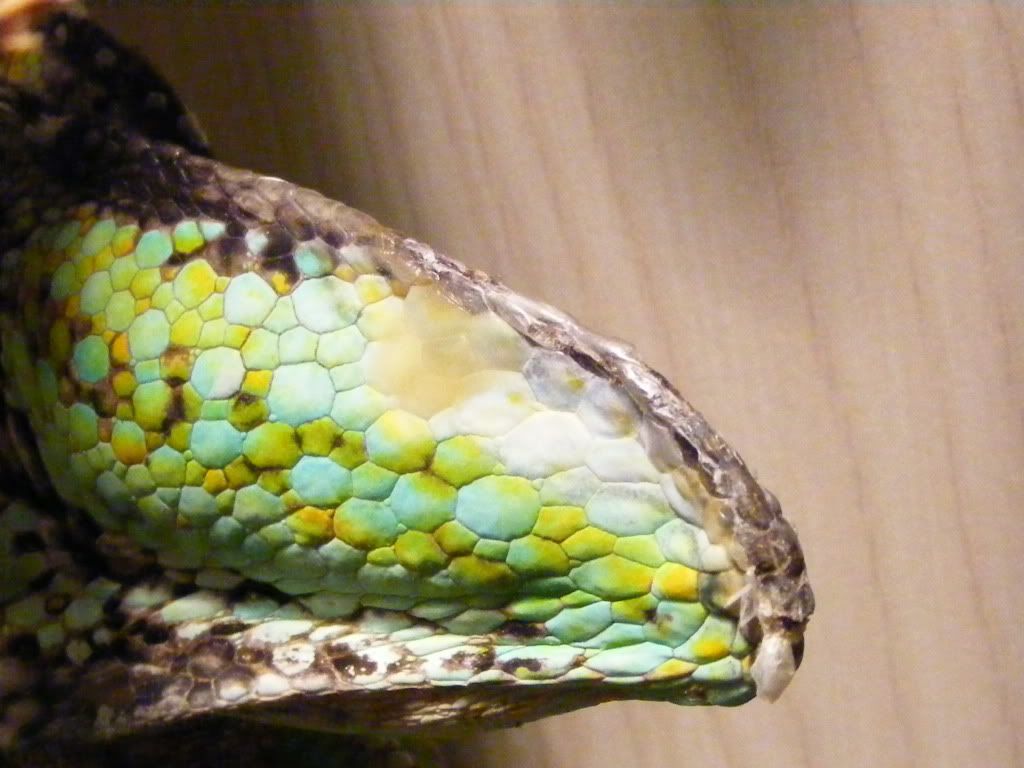 lizard009.jpg