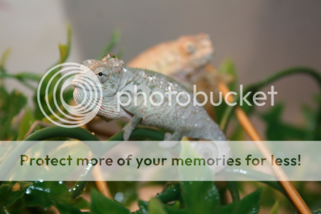 tritonfalybabies011.jpg