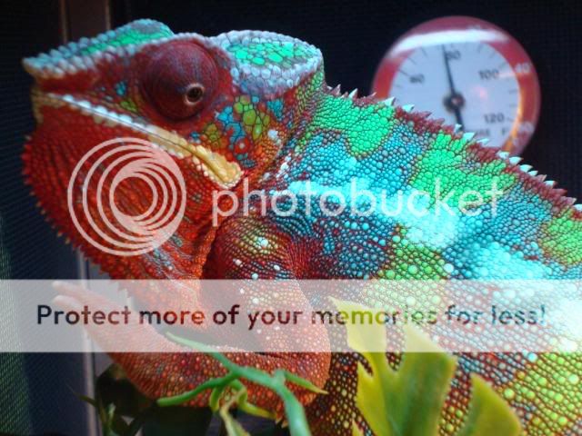 newpicswithreptilesforcraigslist108.jpg