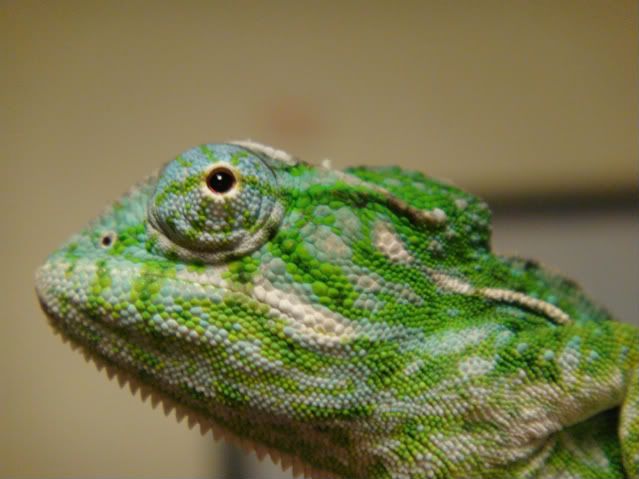 DSC00337-3.jpg