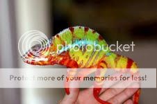IMG_0491_zps696107eb.jpg