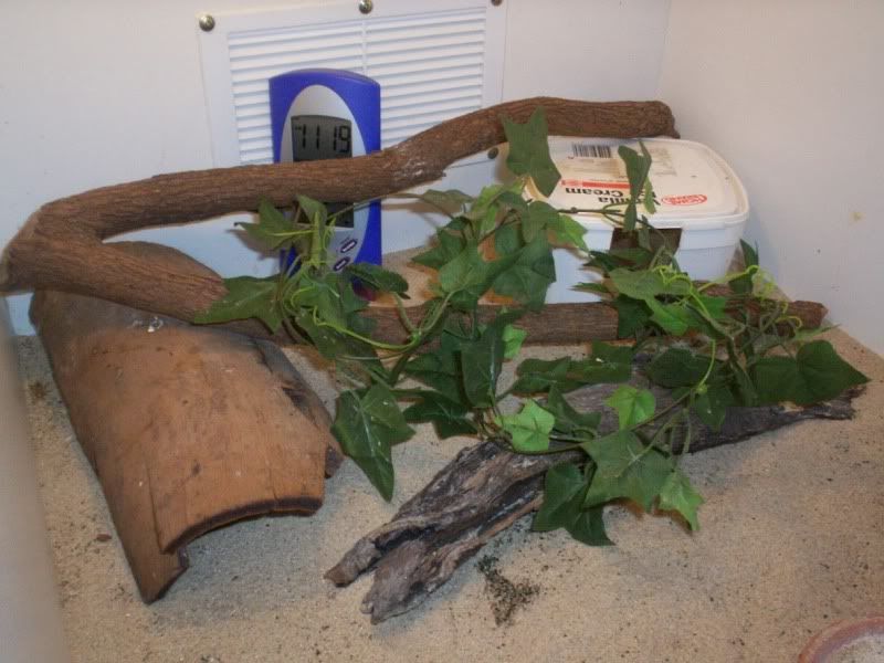 geckos001.jpg
