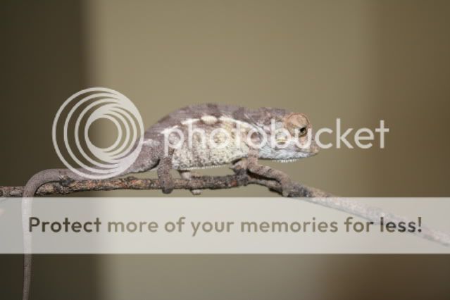 Pantherchameleons003.jpg