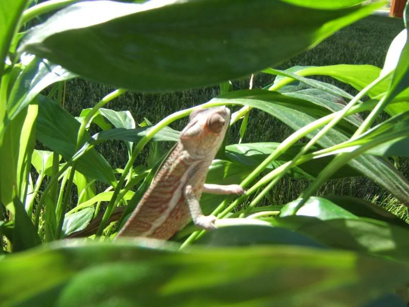 Chameleonandsuch038.jpg