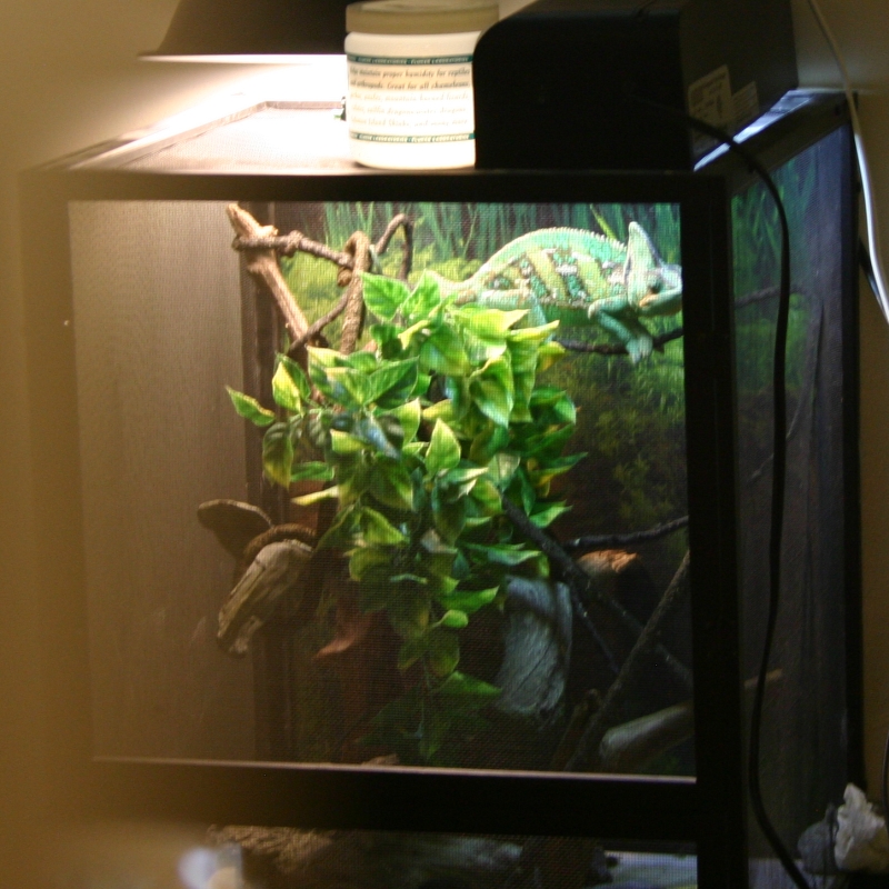 060710Wallycage.jpg
