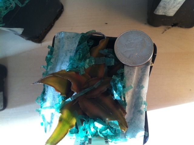 plant5.jpg
