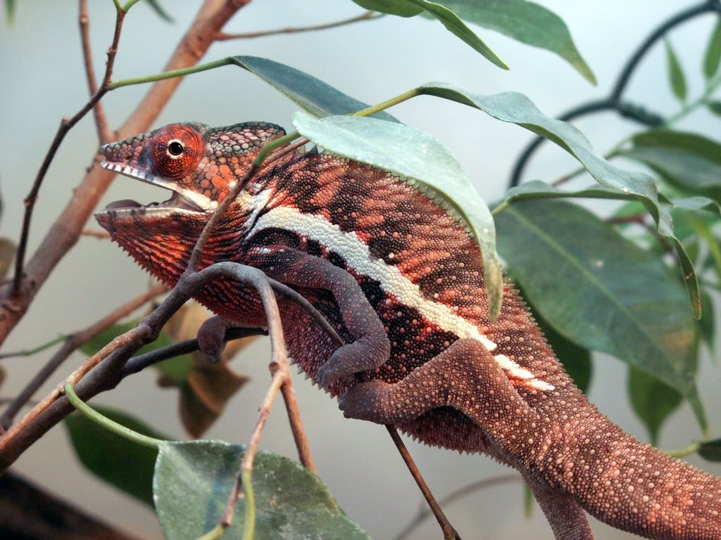Ankaramymale1.jpg