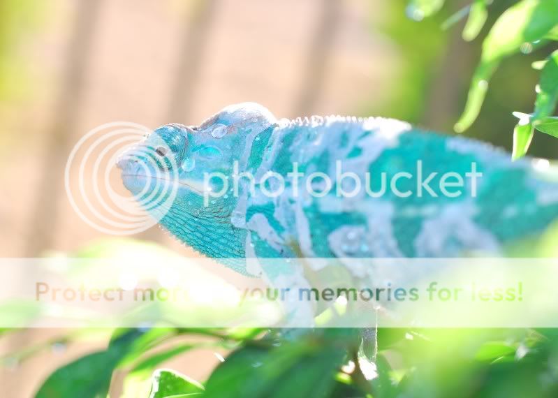 picbluee.jpg