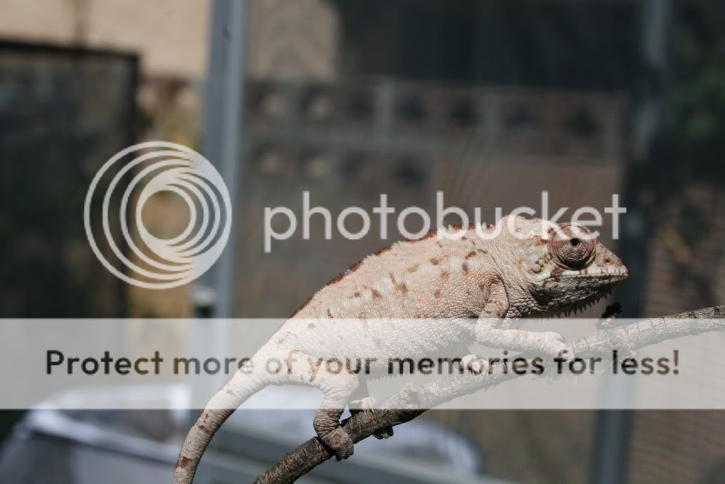 eospics9-19-09003-4.jpg