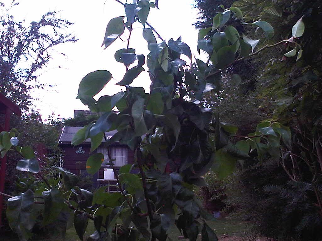 IMG00924-20110802-1242.jpg