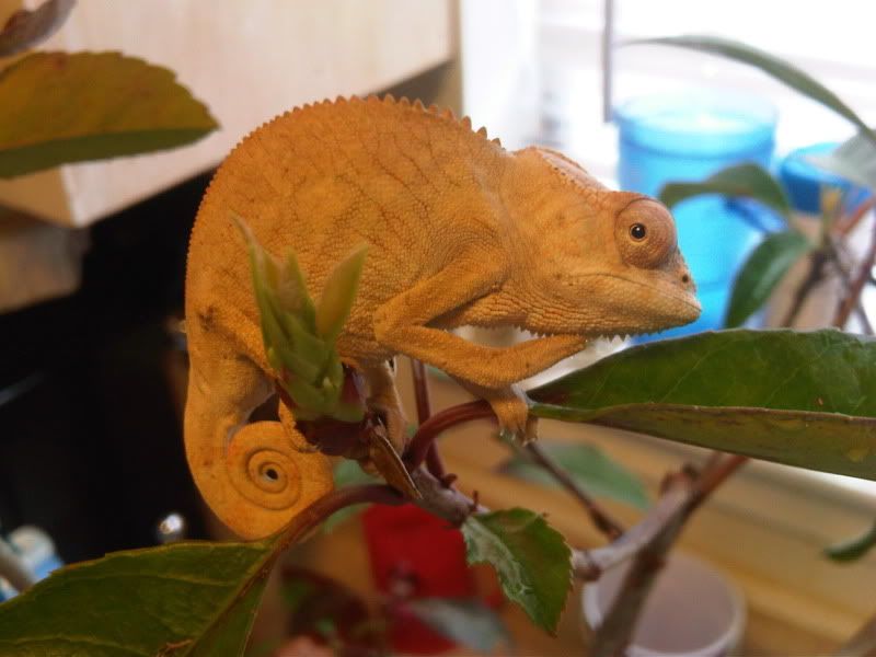 chameleon5017.jpg