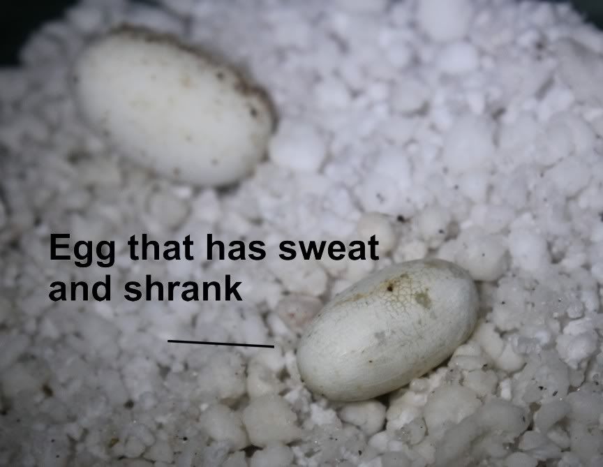 egg4.jpg