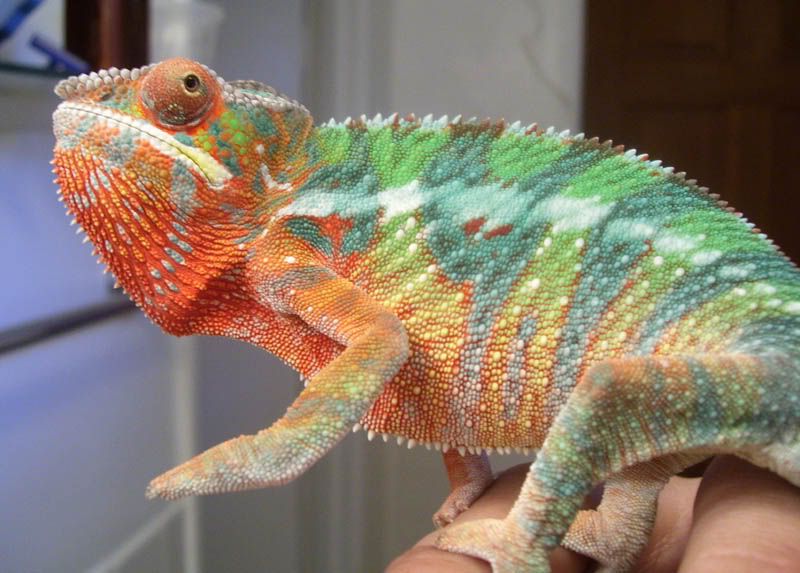 Pepper3.jpg