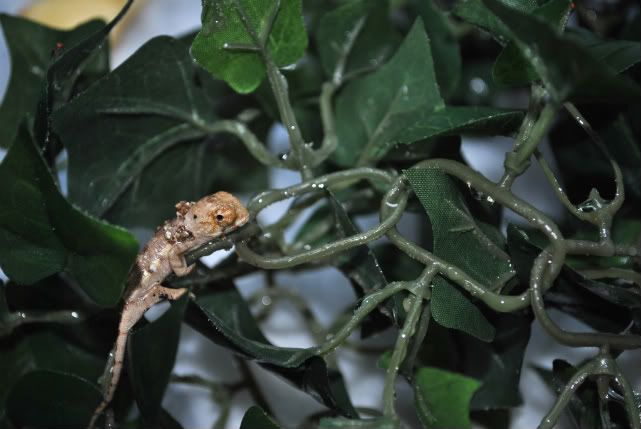 DSC_00095baby.jpg