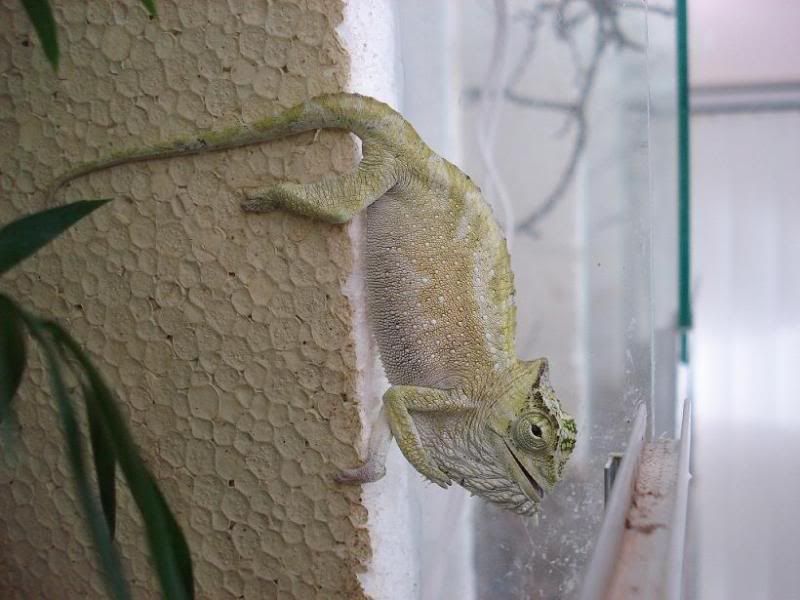 quadricornis_male_01.jpg