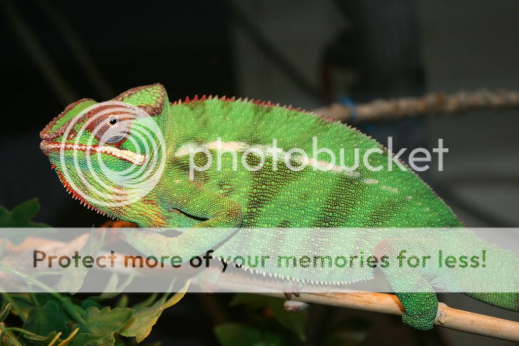 somepics001.jpg