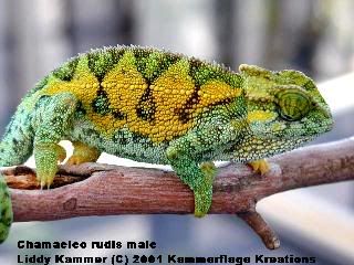 rudismale.jpg