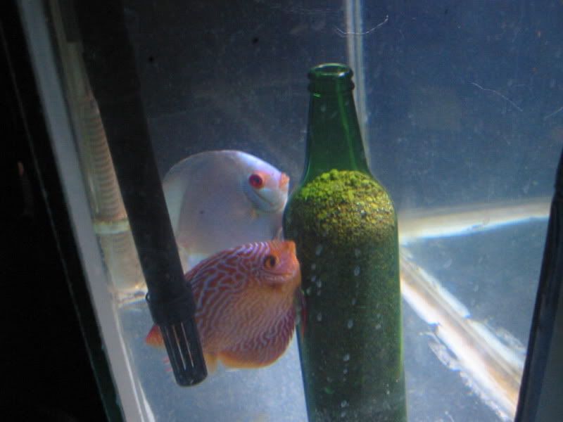 fish011.jpg