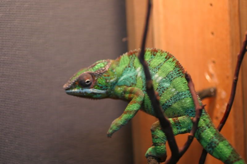 Sept1stChameleon006.jpg