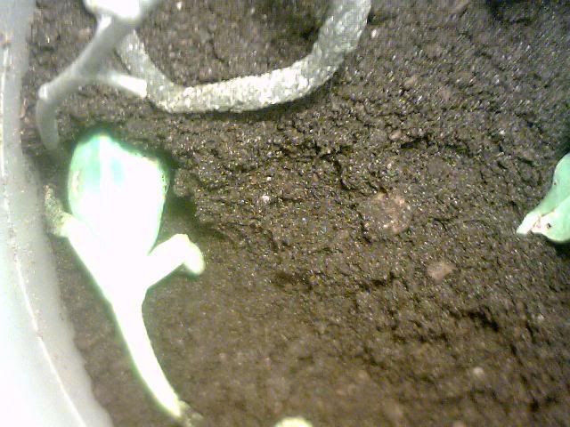 Picture002.jpg
