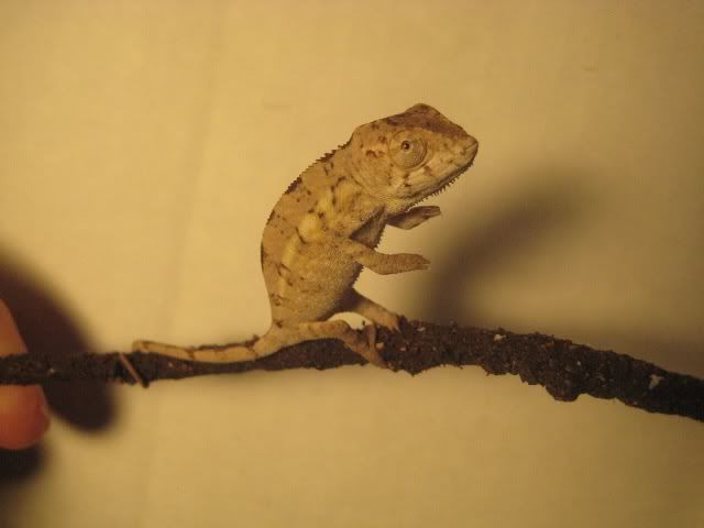 female1-1.jpg