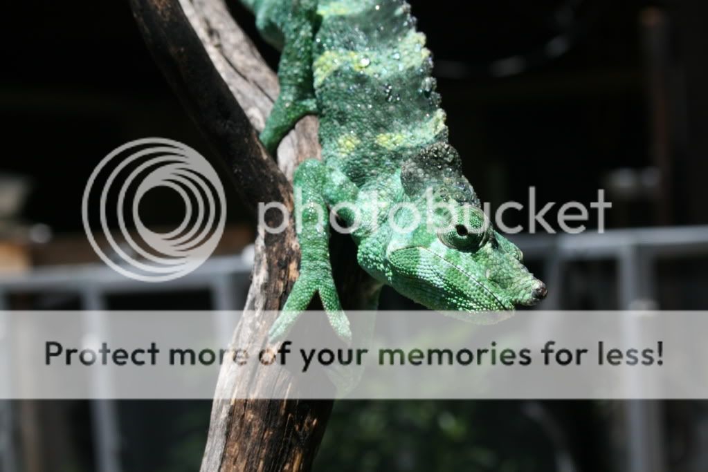 eospics9-19-09008-4.jpg