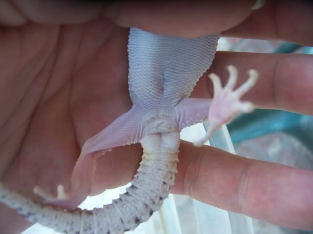 Gecko013.jpg
