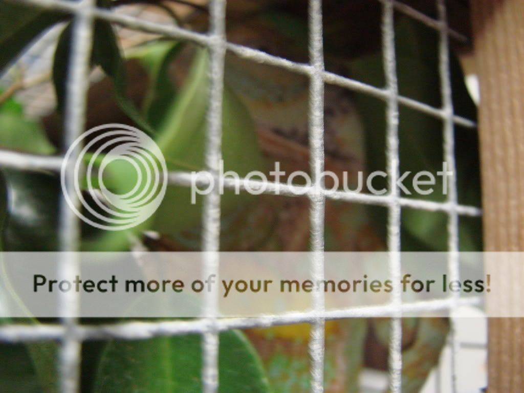 DSC04116.jpg