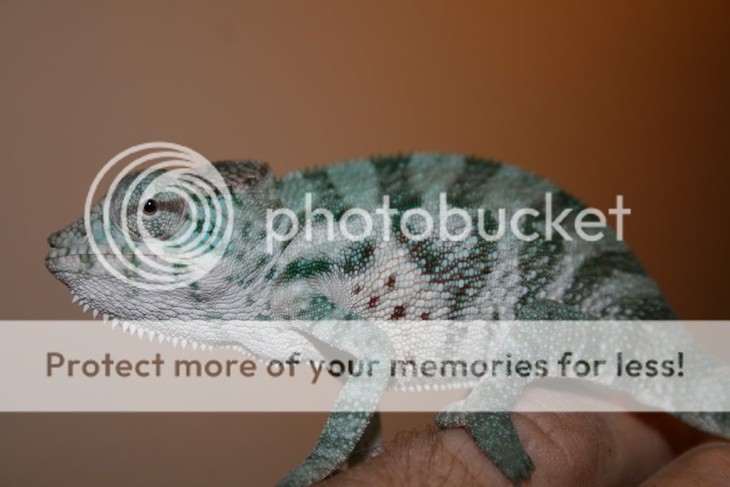 eospics9-19-09001-11.jpg