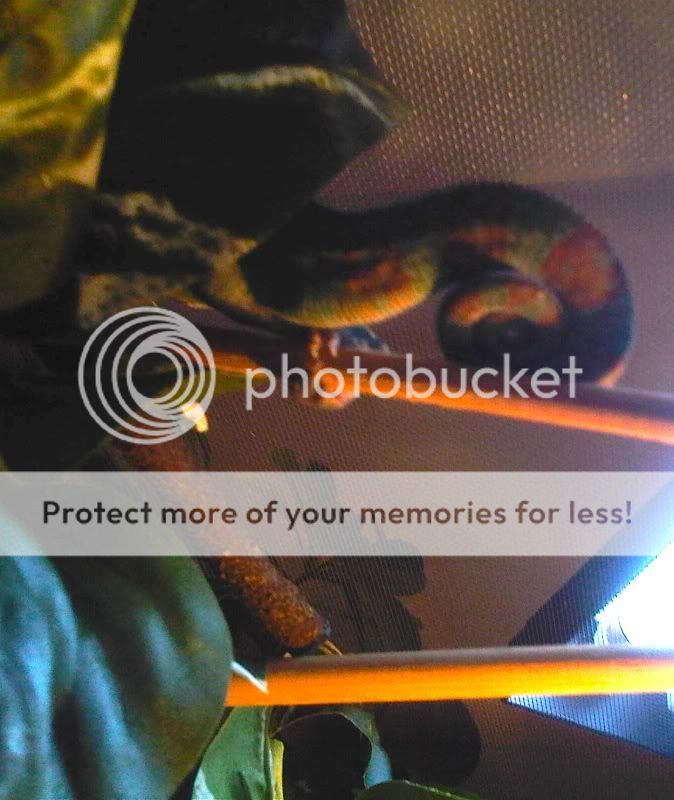IMG01165-20101209-1443.jpg