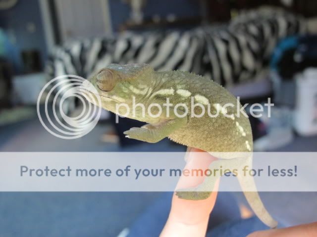 chameleon41159.jpg