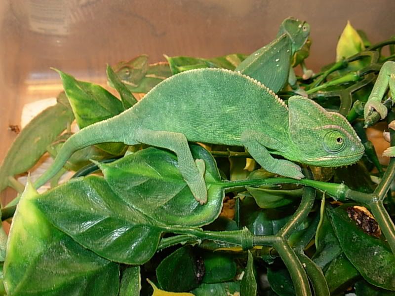 DSCN2596.jpg