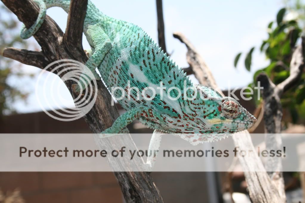 eospics9-19-09034.jpg