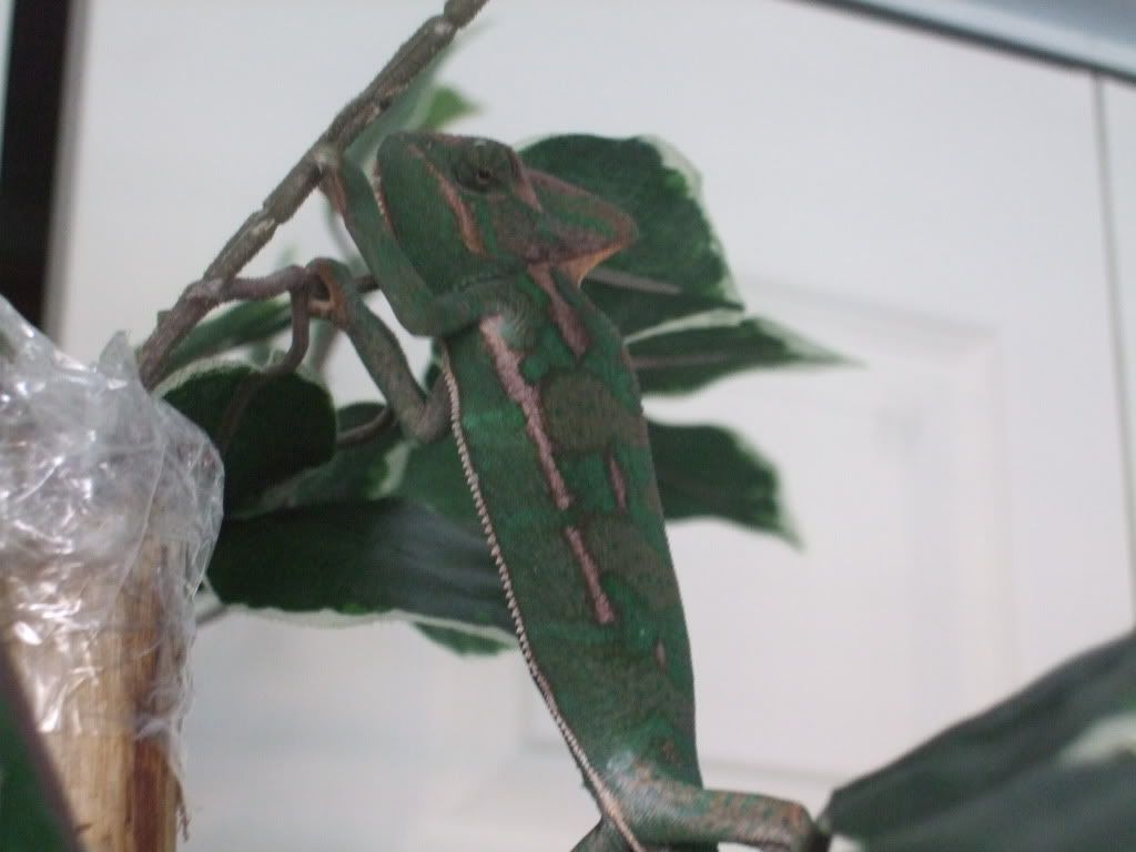 DexterandClea10-16-10004.jpg