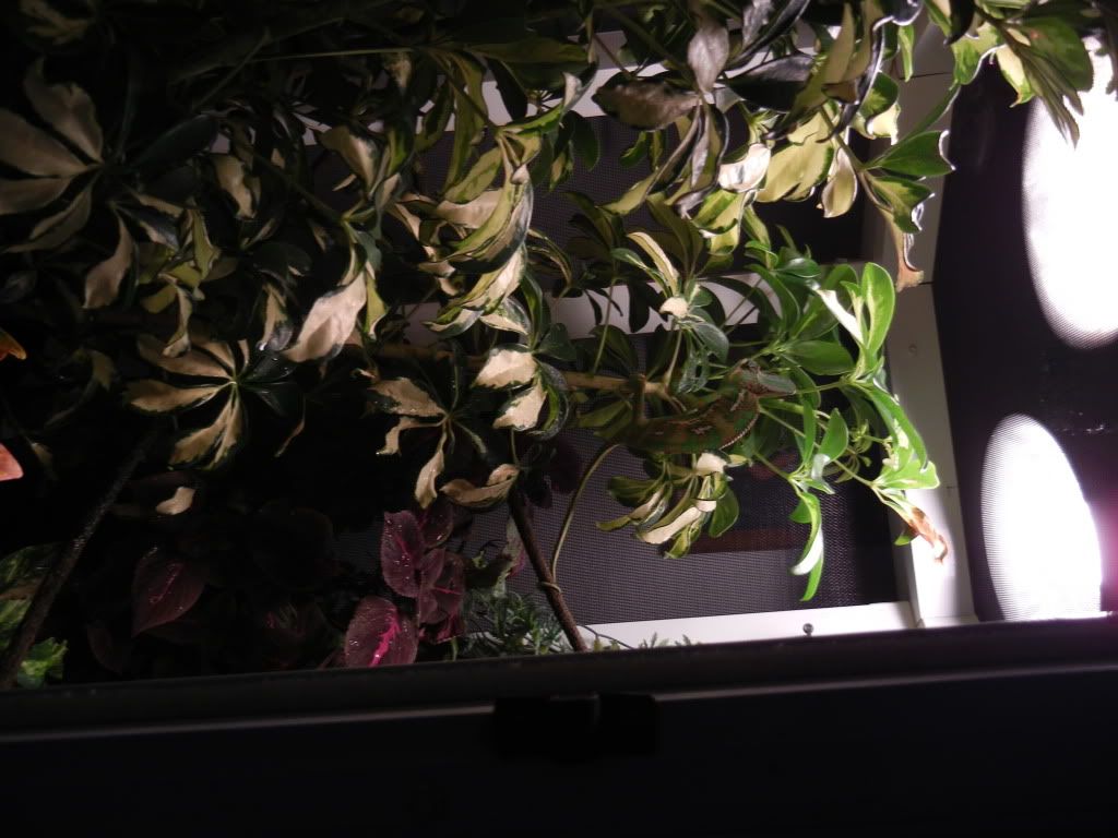 DSCN1066.jpg
