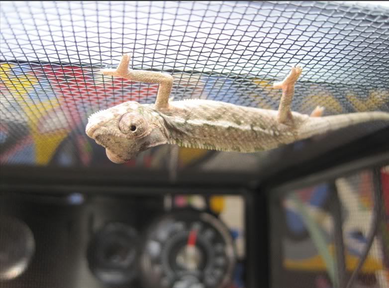 Squeeb.jpg