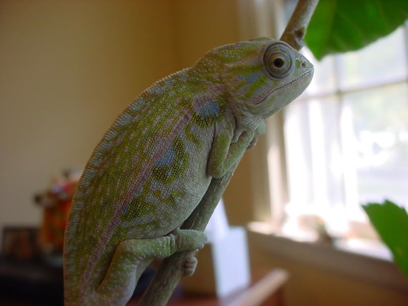 latsandskinks10-20-08025.jpg