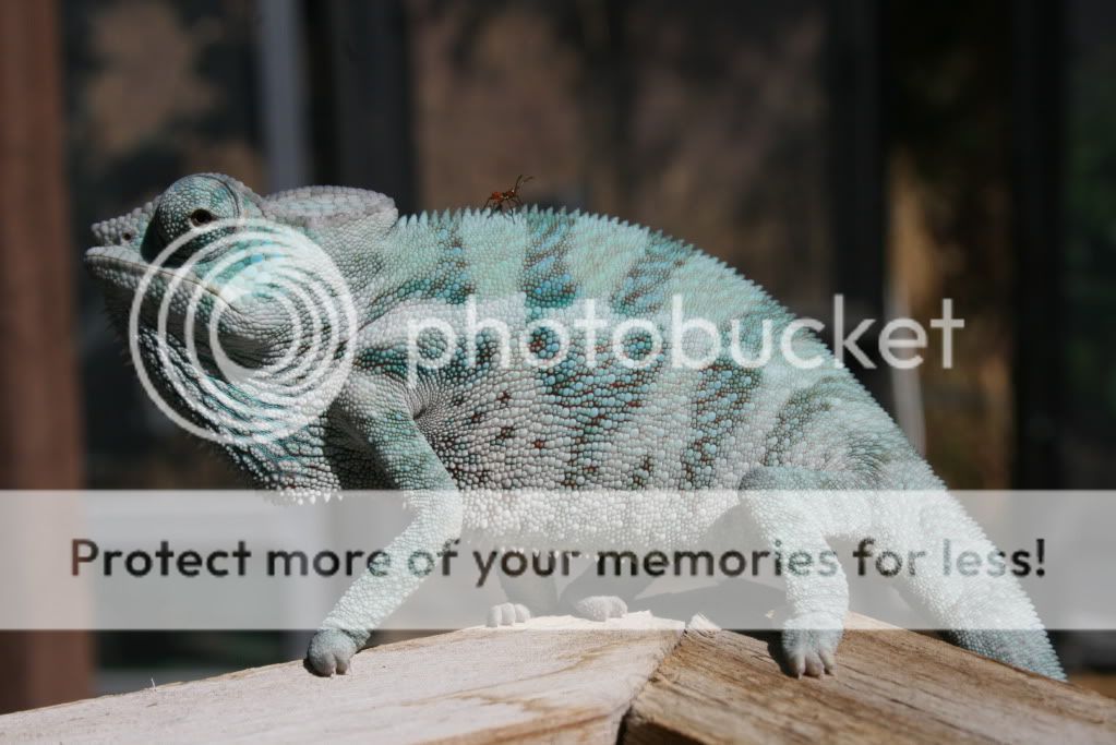 eospics9-19-09004-15.jpg